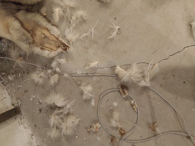 Floor condition documented in the foundation