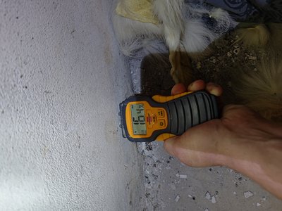 Moisture measurement taken on interior wall with electronic meter